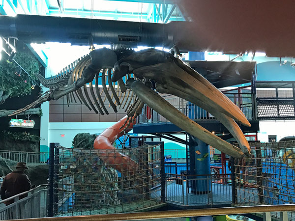 Humpback Whale skelton