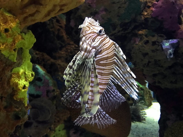 Scorpionfish