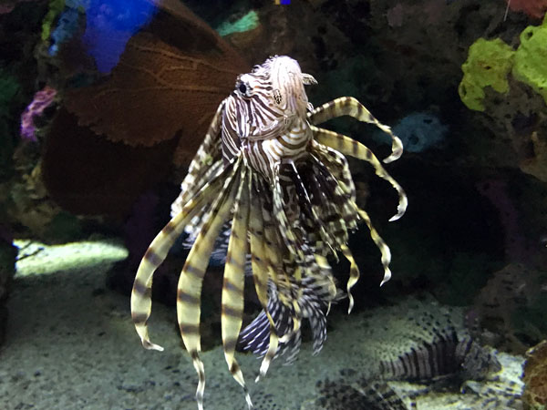 Scorpionfish