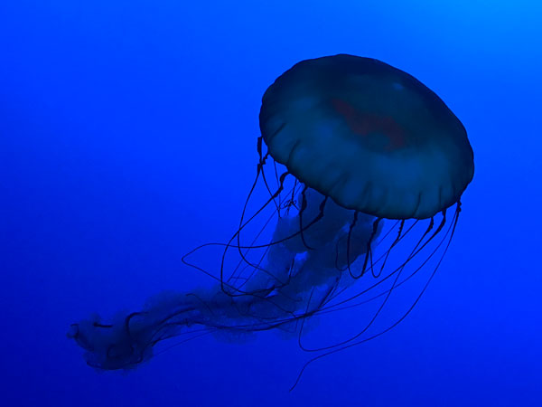 Jellyfish