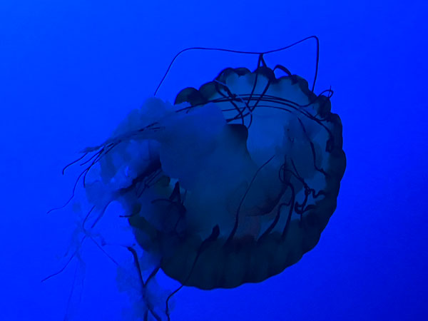 Jellyfish