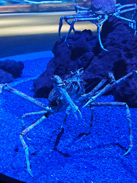 Giant Japanese Spider Crabs