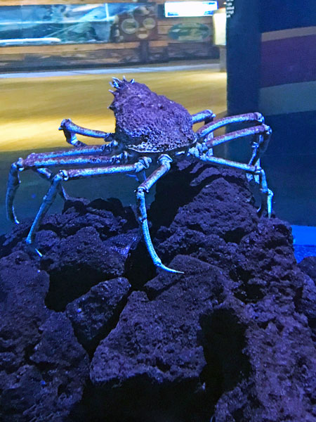 Giant Japanese Spider Crab