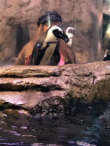 Karen Duquette in the tube behind the penquins