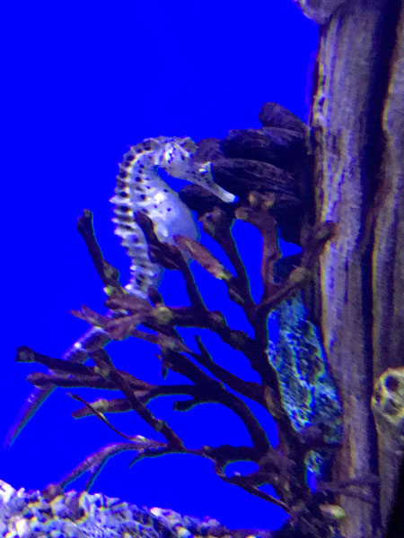 Pot Belly Seahorse