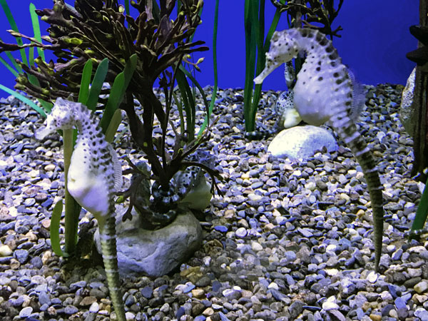 Pot Belly Seahorses