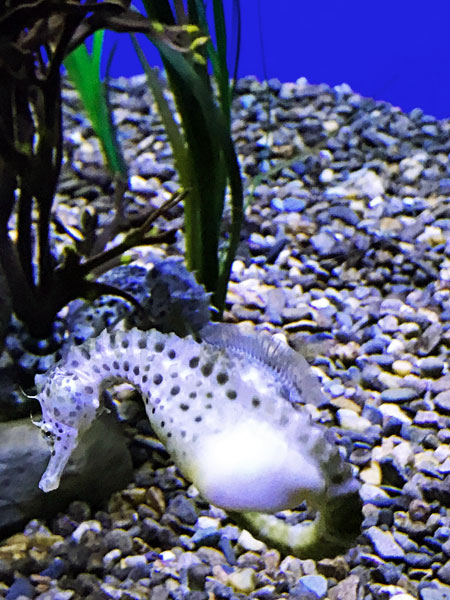 Pot Belly Seahorse