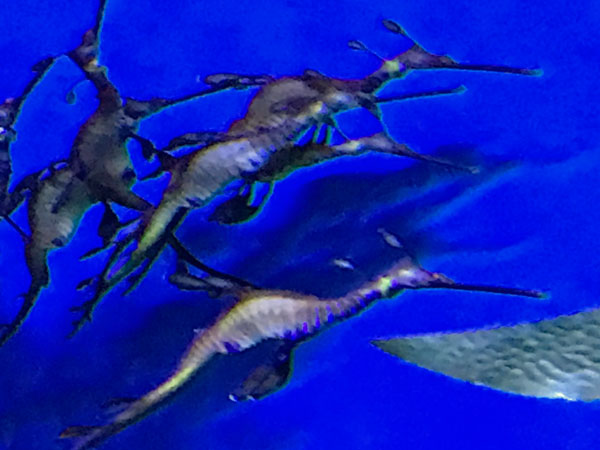 Weedy Sea Dragons