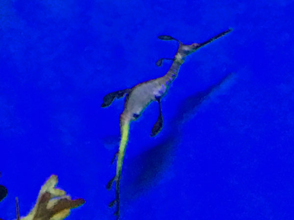 Weedy Sea Dragon