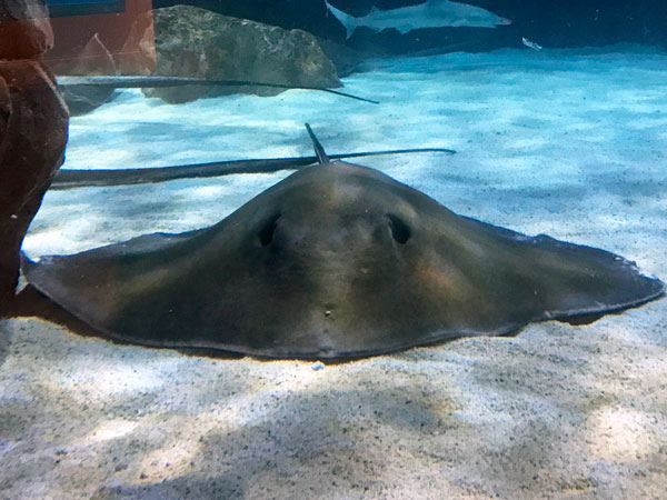 stingray