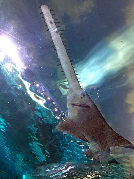 sawshark