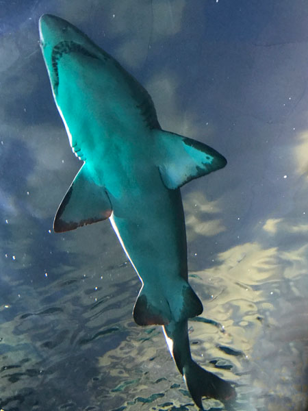 underside of a shark