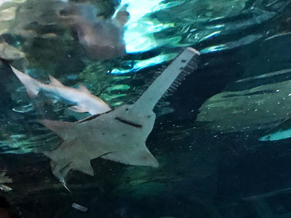 sawshark