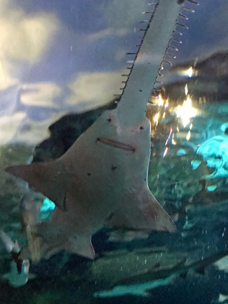 sawshark