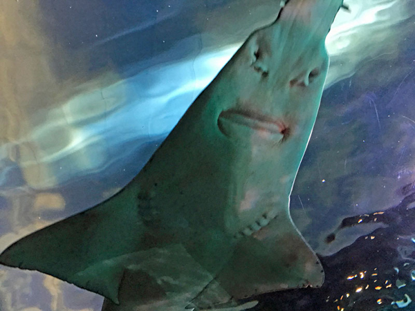 sawshark