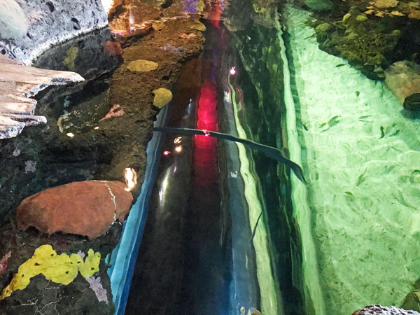 LOOKING DOWN INTO THE GLASS TUNNEL