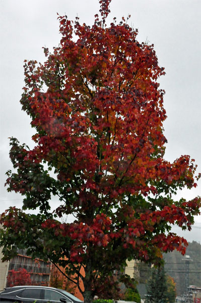 dark red tree