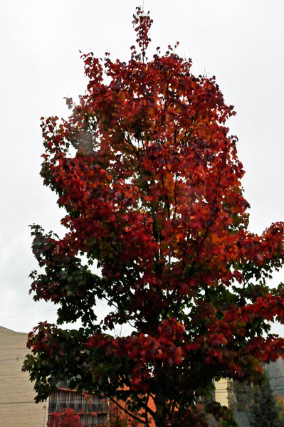 dark red tree