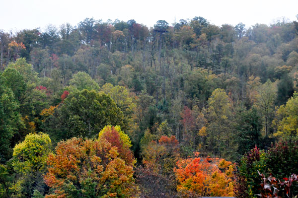 fall foliage