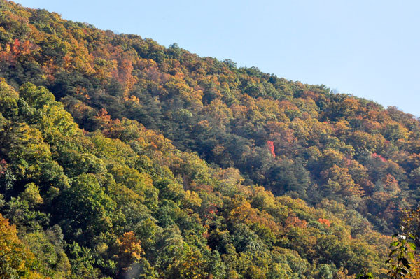 fall foliage