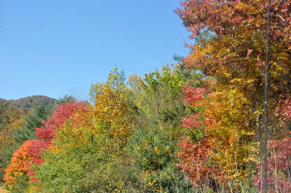 fall foliage