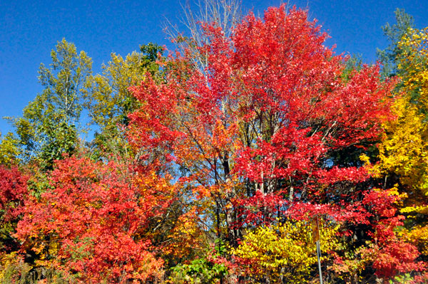 fall foliage