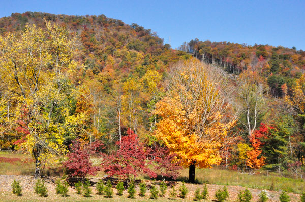 fall foliage