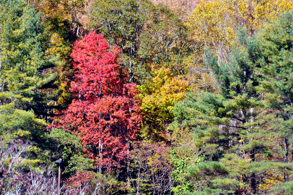 fall foliage