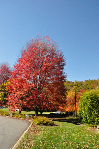 fall foliage