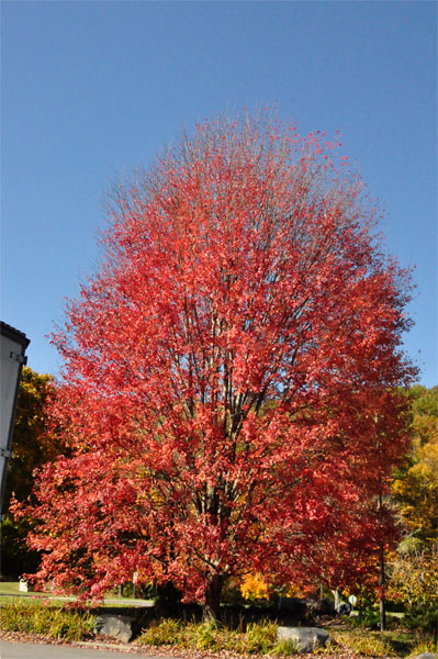 fall foliage