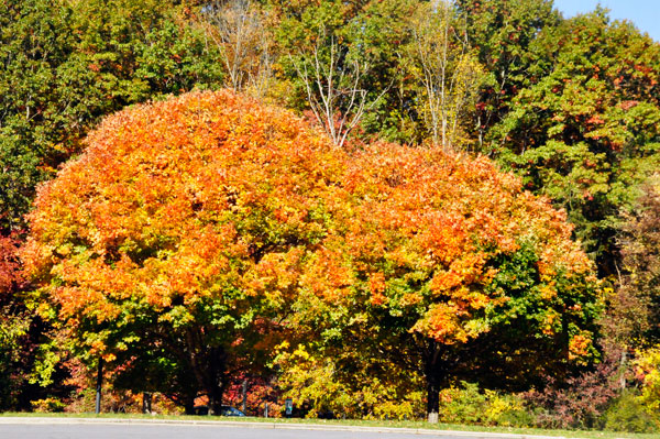 fall foliage