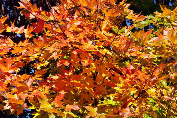 fall foliage