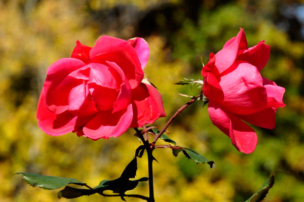 nice roses in bloom