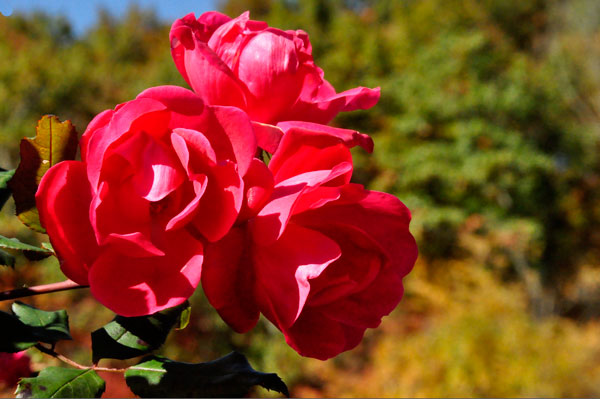 nice roses in bloom