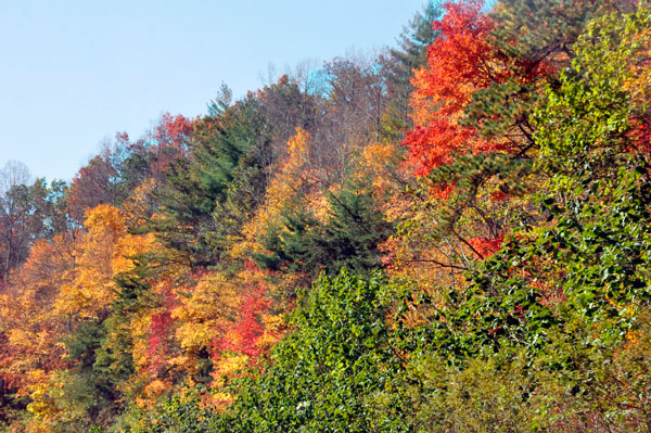 fall foliage