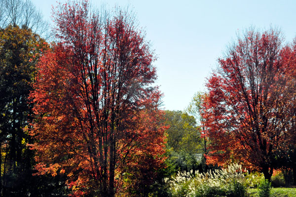 fall foliage