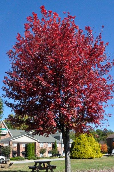 fall foliage