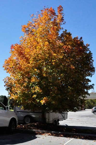 fall foliage