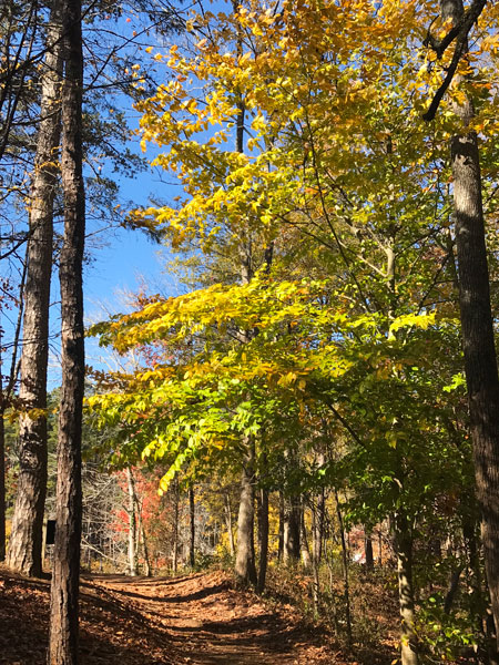 Fall foliage at The Greenway