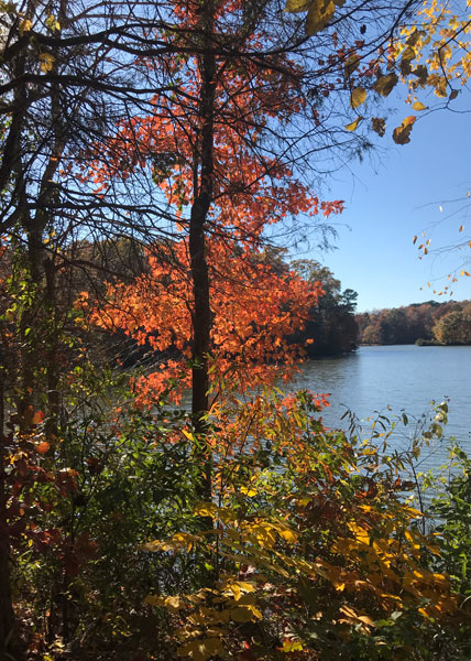 Fall foliage