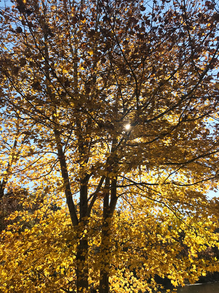 Fall foliage at The Greenway