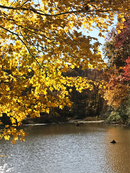 Fall foliage at The Greenway