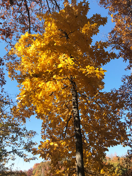 Fall foliage at The Greenway