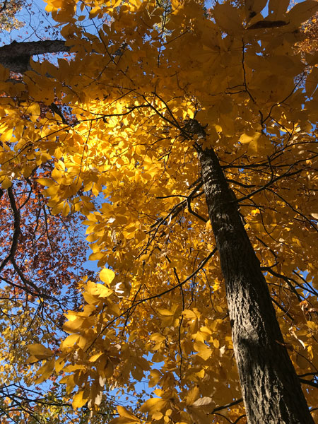 Fall foliage at The Greenway