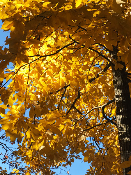 Fall foliage at The Greenway