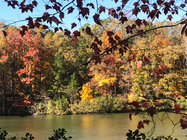 Fall foliage at The Greenway