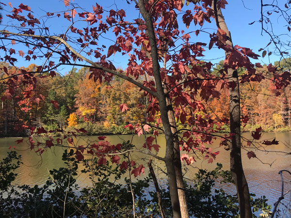 Fall foliage at The Greenway