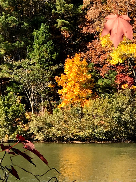 Fall foliage at The Greenway