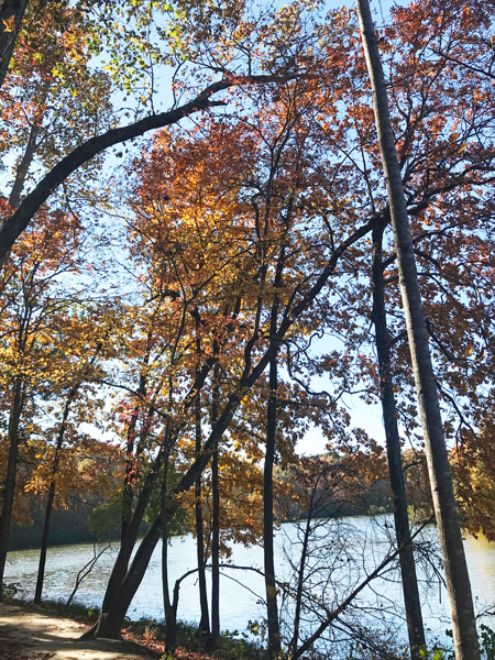 Fall foliage at The Greenway