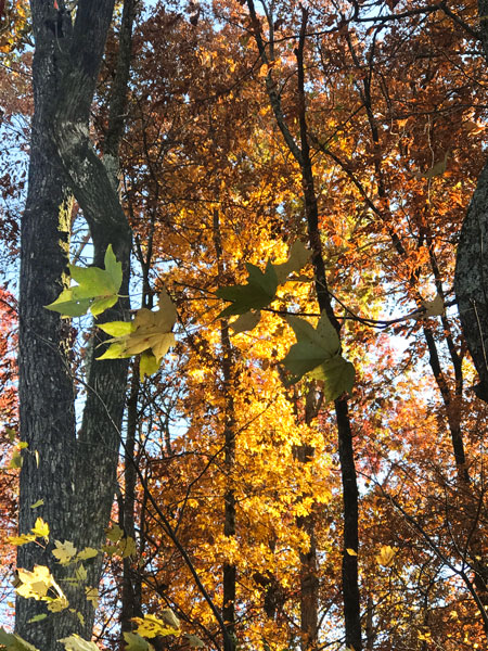 Fall foliage at The Greenway